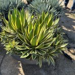 Agáva hrebeňovitá (Agave Lophantha) ´QUADRICOLOR´  - výška 20-30 cm, Ø 50-60 cm, kont. C50L (-6°C)